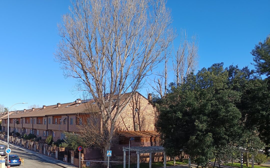 La Asociación de Vecinos agradece al Ayuntamiento las actuaciones sobre el arbolado de La Chopera